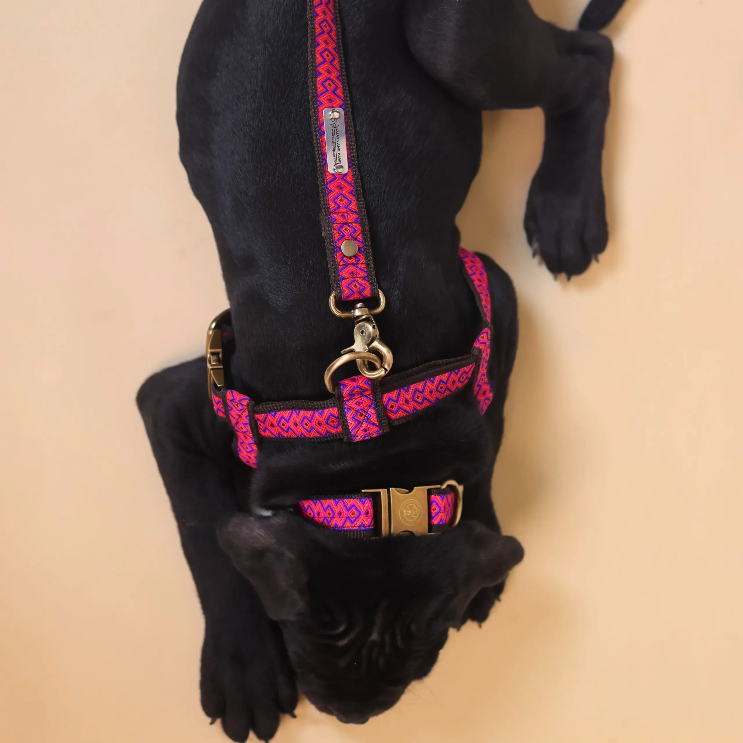 Foxy Roxy Walk Set: Harness, Leash & Collar Trio for Pets